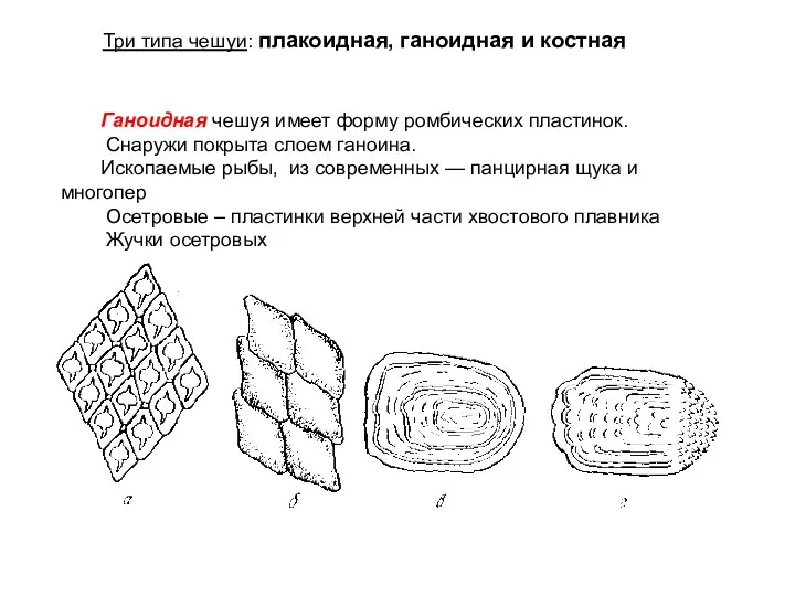 Три типа чешуи: плакоидная, ганоидная и костная Ганоидная чешуя имеет