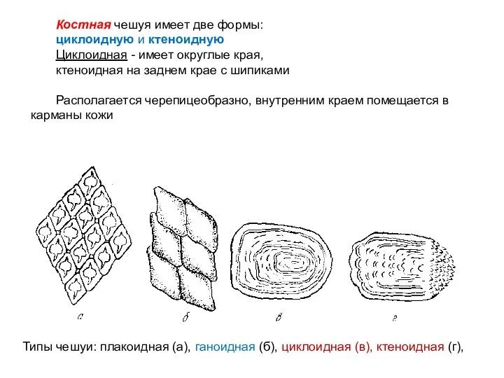 Костная чешуя имеет две формы: циклоидную и ктеноидную Циклоидная -