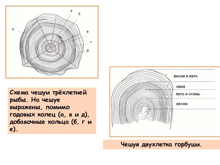 Чешуя двухлетка горбуши. Схема чешуи трёхлетней рыбы. На чешуе выражены,