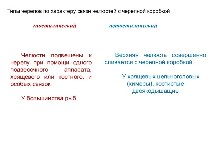 Типы черепов по характеру связи челюстей с черепной коробкой гиостилический