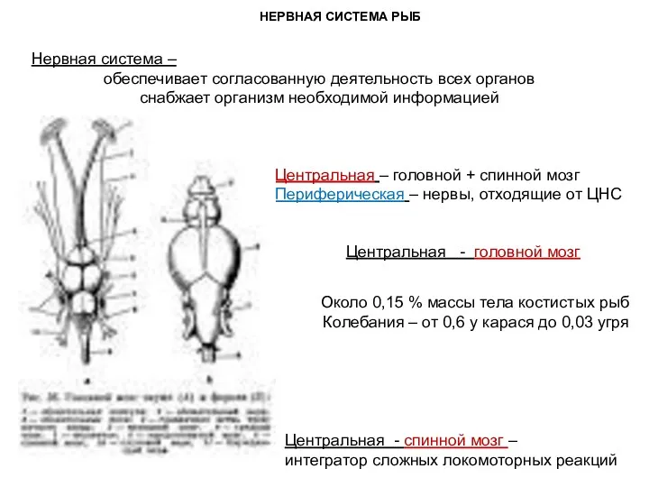 НЕРВНАЯ СИСТЕМА РЫБ Нервная система – обеспечивает согласованную деятельность всех