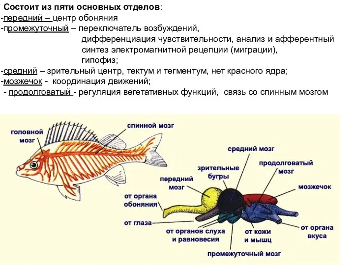 Состоит из пяти основных отделов: передний – центр обоняния промежуточный