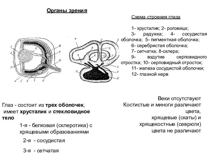 Органы зрения Глаз - состоит из трех оболочек, имеет хрусталик