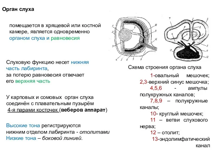 Орган слуха Слуховую функцию несет нижняя часть лабиринта, за потерю