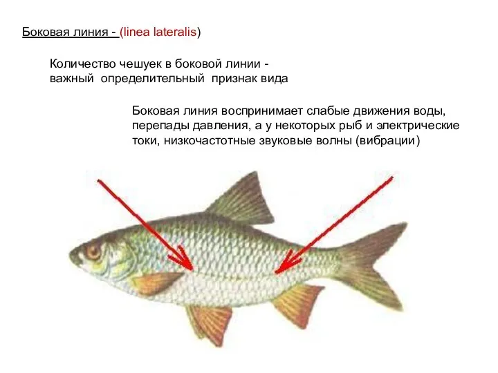 Боковая линия - (linea lateralis) Количество чешуек в боковой линии