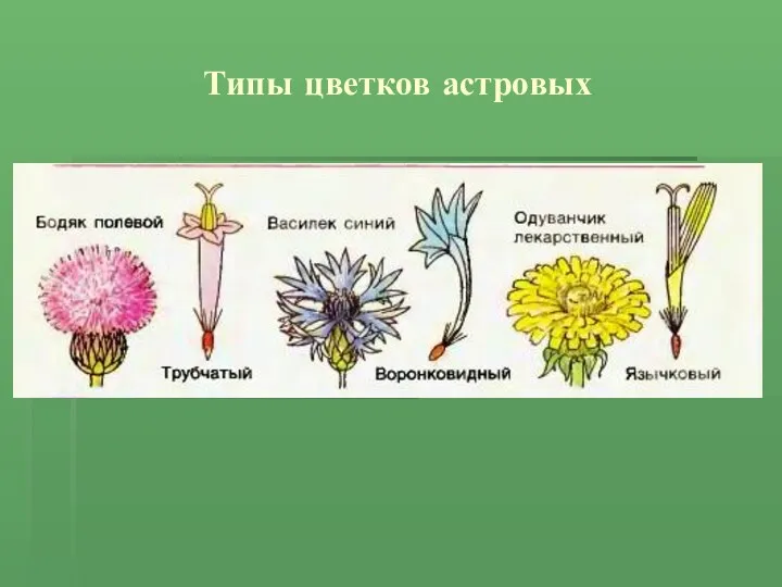 Типы цветков астровых