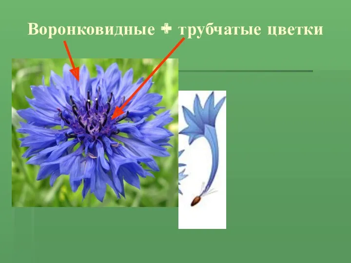 Воронковидные + трубчатые цветки