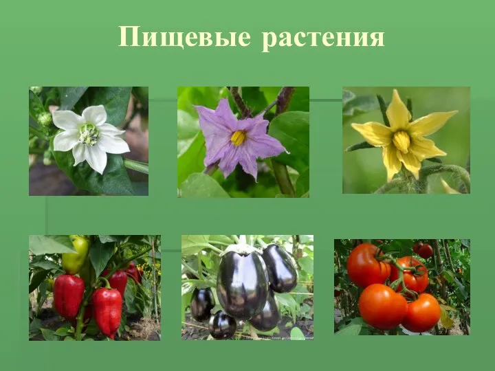 Пищевые растения