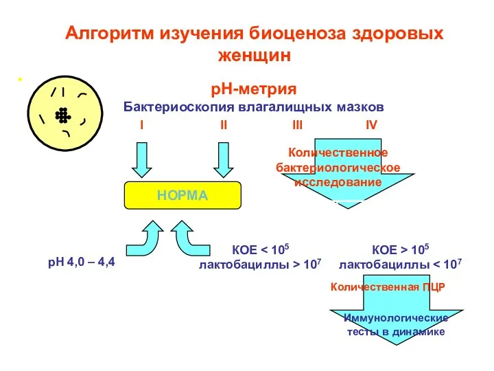 рН-метрия Бактериоскопия влагалищных мазков I II III IV  Количественное