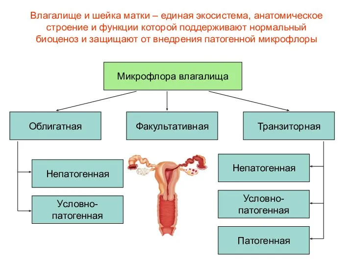 Влагалище и шейка матки – единая экосистема, анатомическое строение и