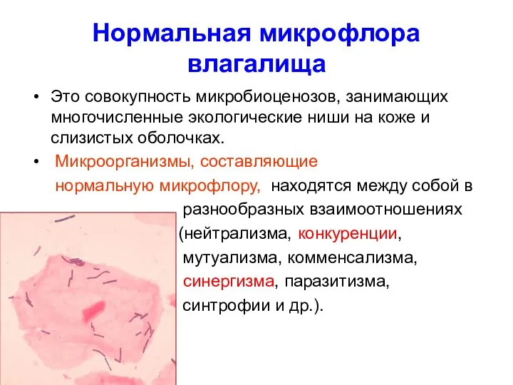 Нормальная микрофлора влагалища Это совокупность микробиоценозов, занимающих многочисленные экологические ниши