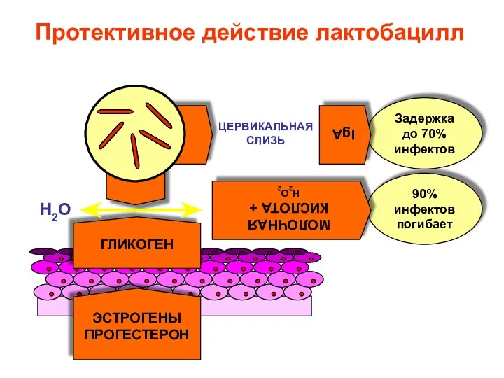 90% инфектов погибает Задержка до 70% инфектов ГЛИКОГЕН ЭСТРОГЕНЫ ПРОГЕСТЕРОН