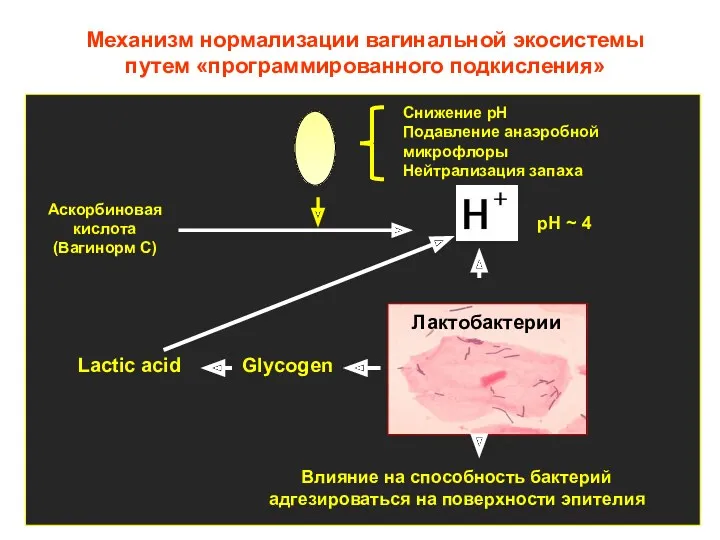 Механизм нормализации вагинальной экосистемы путем «программированного подкисления» Аскорбиновая кислота (Вагинорм