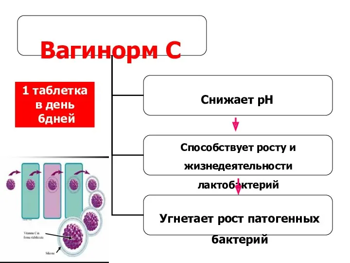 Вагинорм С Снижает рН Способствует росту и жизнедеятельности лактобактерий Угнетает