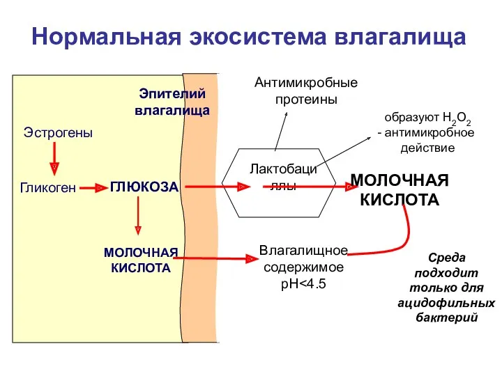 Лактобациллы Эстрогены Гликоген ГЛЮКОЗА МОЛОЧНАЯ КИСЛОТА МОЛОЧНАЯ КИСЛОТА Влагалищное содержимое