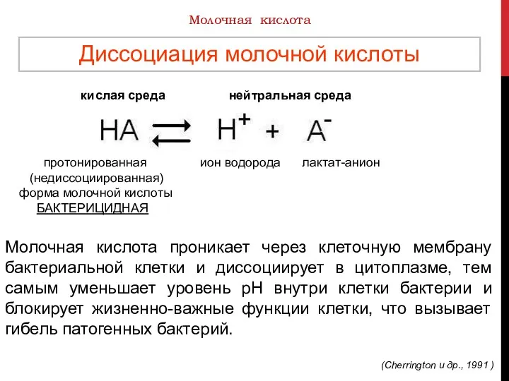 протонированная ион водорода лактат-анион (недиссоциированная) форма молочной кислоты БАКТЕРИЦИДНАЯ Диссоциация