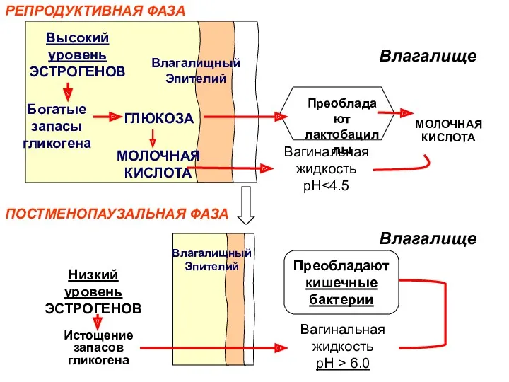 Высокий уровень ЭСТРОГЕНОВ Богатые запасы гликогена ГЛЮКОЗА МОЛОЧНАЯ КИСЛОТА Влагалищный