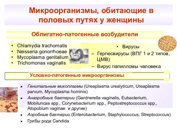 Микроорганизмы, обитающие в половых путях у женщины Chlamydia trachomatis Neisseria