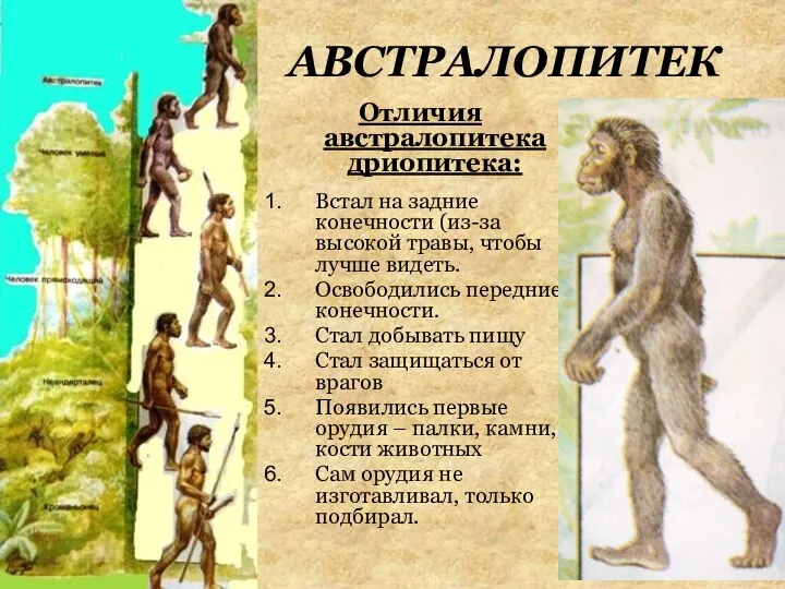 АВСТРАЛОПИТЕК Отличия австралопитека дриопитека: Встал на задние конечности (из-за высокой