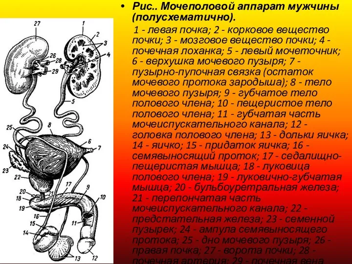 Рис.. Мочеполовой аппарат мужчины (полусхематично). 1 - левая почка; 2