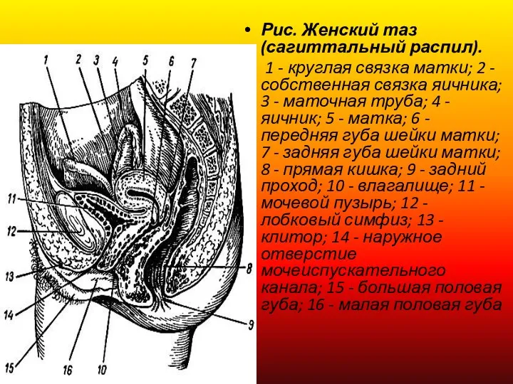 Рис. Женский таз (сагиттальный распил). 1 - круглая связка матки;