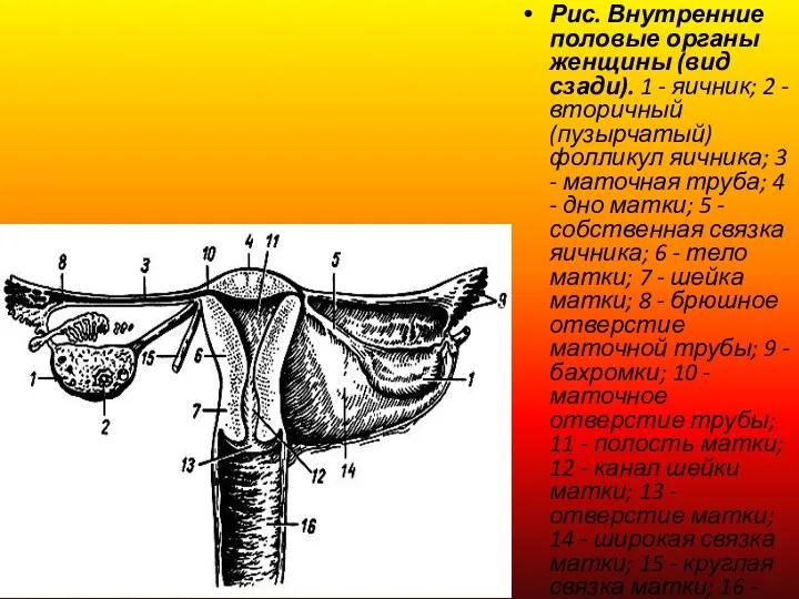 Рис. Внутренние половые органы женщины (вид сзади). 1 - яичник;