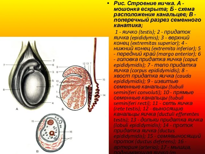 Рис. Строение яичка. А - мошонка вскрыта; Б - схема