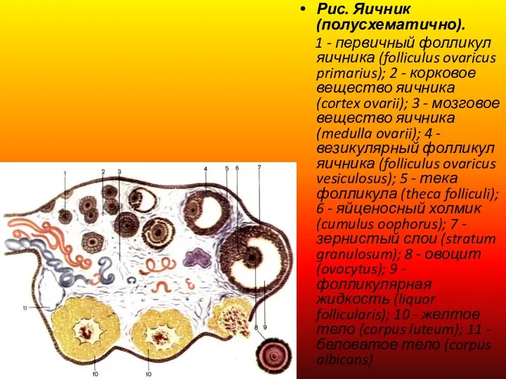 Рис. Яичник (полусхематично). 1 - первичный фолликул яичника (folliculus ovaricus