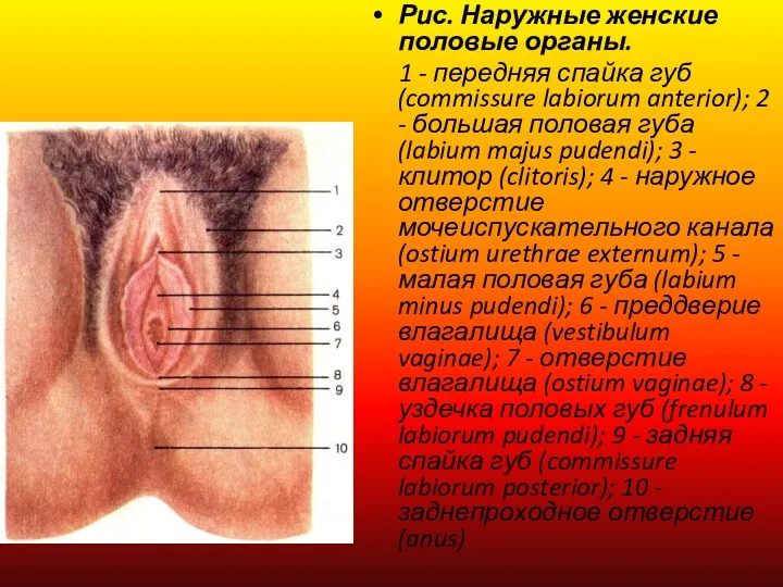 Рис. Наружные женские половые органы. 1 - передняя спайка губ