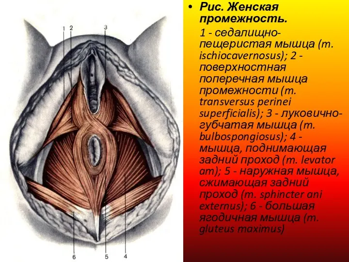 Рис. Женская промежность. 1 - седалищно-пещеристая мышца (m. ischiocavernosus); 2