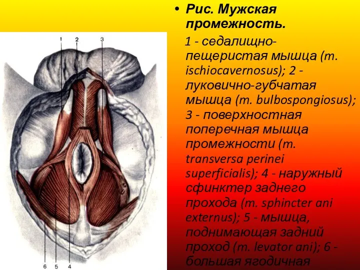 Рис. Мужская промежность. 1 - седалищно-пещеристая мышца (m. ischiocavernosus); 2