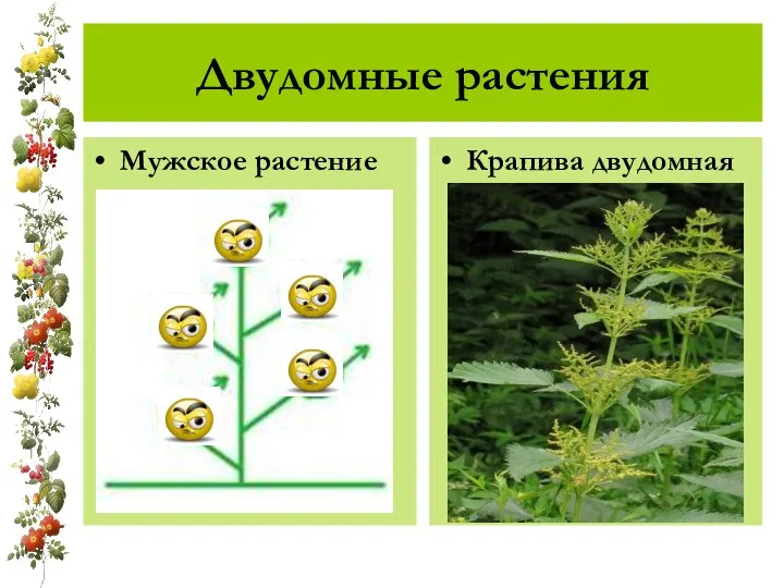 Двудомные растения Мужское растение Крапива двудомная