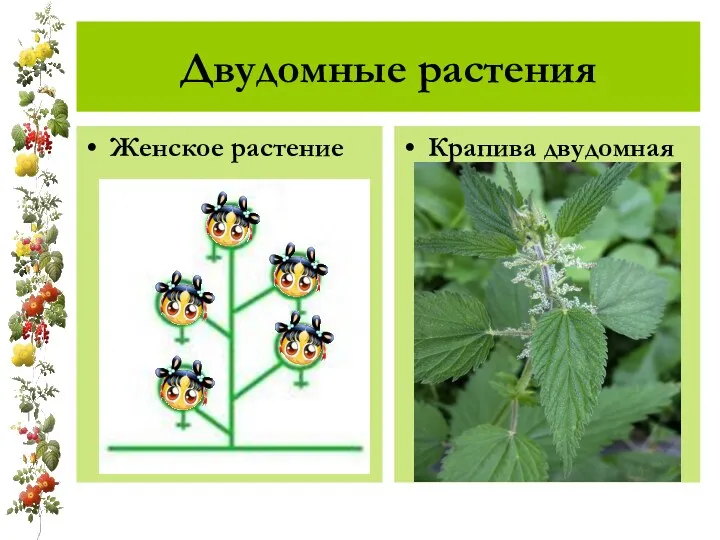 Двудомные растения Женское растение Крапива двудомная