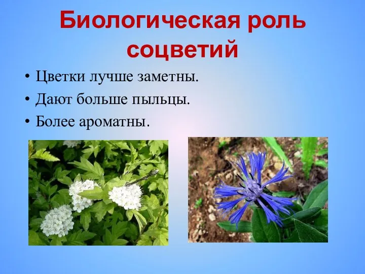 Биологическая роль соцветий Цветки лучше заметны. Дают больше пыльцы. Более ароматны.