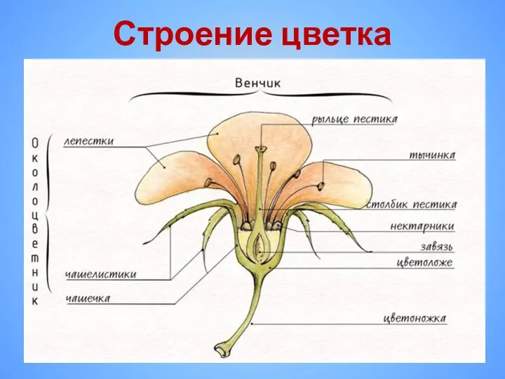 Строение цветка