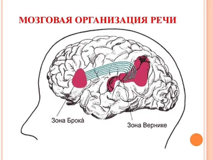 МОЗГОВАЯ ОРГАНИЗАЦИЯ РЕЧИ