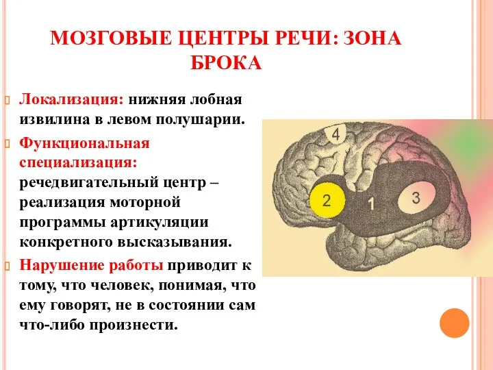 МОЗГОВЫЕ ЦЕНТРЫ РЕЧИ: ЗОНА БРОКА Локализация: нижняя лобная извилина в