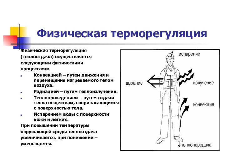 Физическая терморегуляция Физическая терморегуляция (теплоотдача) осуществляется следующими физическими процессами: Конвекцией