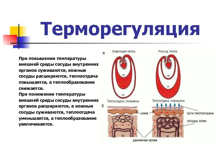 Терморегуляция При повышении температуры внешней среды сосуды внутренних органов суживаются,