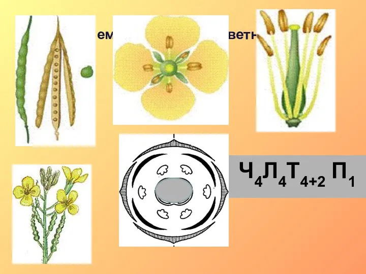 Семейство крестоцветные Ч4Л4Т4+2 П1