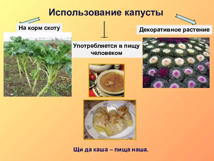 Щи да каша – пища наша. Использование капусты Употребляется в