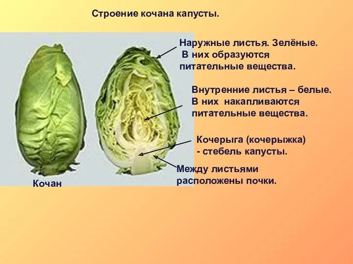 Строение кочана капусты. Кочан Наружные листья. Зелёные. В них образуются