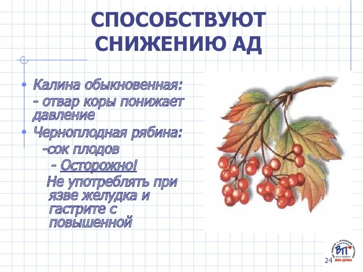 СПОСОБСТВУЮТ СНИЖЕНИЮ АД Калина обыкновенная: - отвар коры понижает давление Черноплодная рябина: -сок