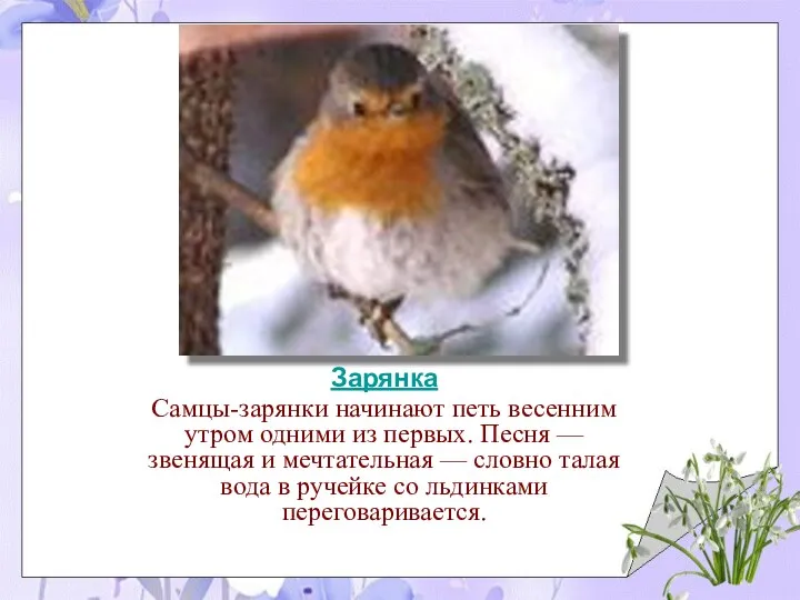 Зарянка Самцы-зарянки начинают петь весенним утром одними из первых. Песня