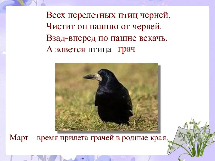 Всех перелетных птиц черней, Чистит он пашню от червей. Взад-вперед