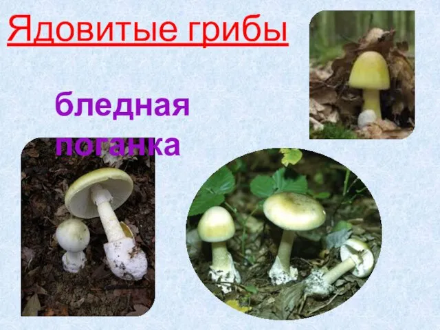 Ядовитые грибы бледная поганка