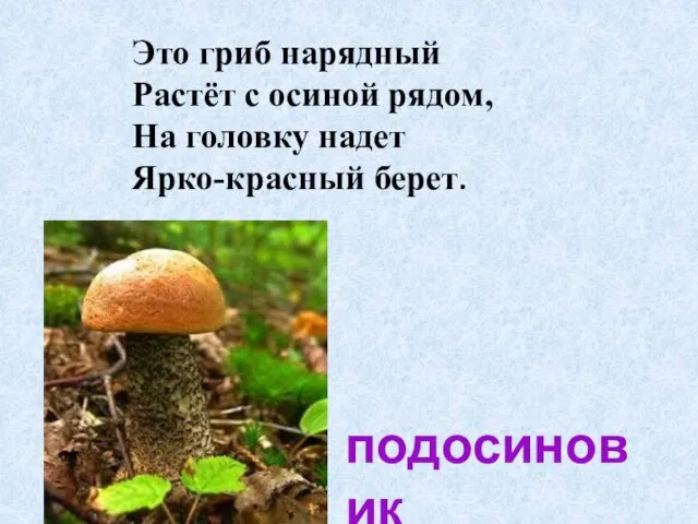 Это гриб нарядный Растёт с осиной рядом, На головку надет Ярко-красный берет. подосиновик