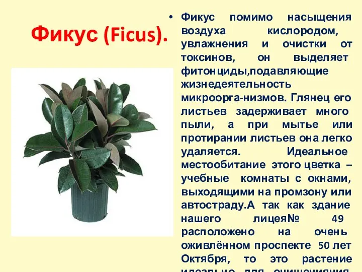 Фикус (Ficus). Фикус помимо насыщения воздуха кислородом, увлажнения и очистки