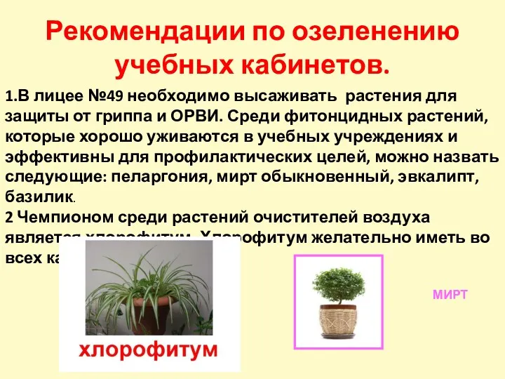 Рекомендации по озеленению учебных кабинетов. 1.В лицее №49 необходимо высаживать