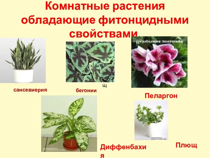 Комнатные растения обладающие фитонцидными свойствами. сансевиерия бегонии Пеларгония Диффенбахия Плющ Плющ